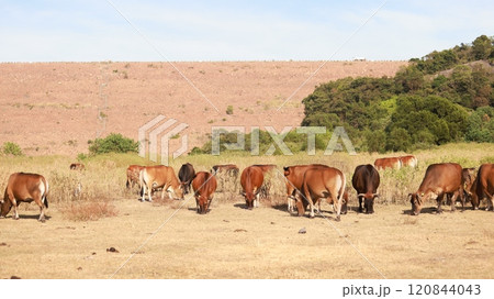 cattle in Sai Kung, one of stray animal after hong kong give up the agriculture culture in High Island Reservoir cattle in Sai Kung, one of stray animal after hong kong give up the agriculture culture in High Island Reservoir 120844043