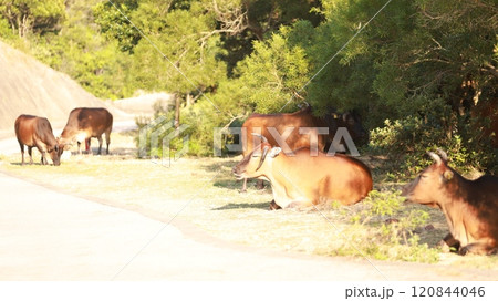 cattle in Sai Kung, one of stray animal after hong kong give up the agriculture culture in High Island Reservoir cattle in Sai Kung, one of stray animal after hong kong give up the agriculture culture in High Island Reservoir 120844046