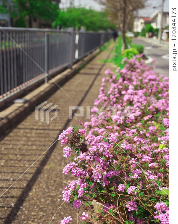 春の名古屋市天白区 笹原公園に咲くフレンチタイム 春の名古屋市天白区 笹原公園に咲くフレンチタイム 120844173