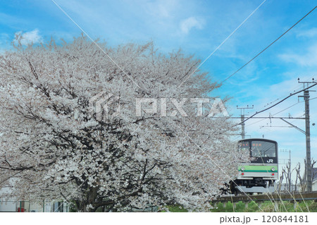 桜と電車のコラボレーション 120844181