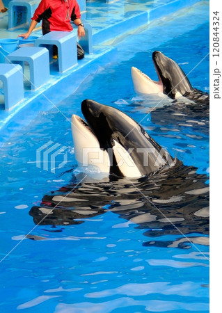 名古屋港水族館のシャチ、アースとリン 120844324