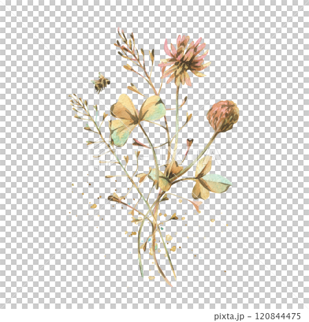Field, meadow, wild flowers and herbs clover with shepherd's purse, pollen and bumblebee. Watercolor illustration hand drawn in beige, brown and ocher colors. Bouquet isolated from the background. Field, meadow, wild flowers and herbs clover with shepherd's purse, pollen and bumblebee. Watercolor illustration hand drawn in beige, brown and ocher colors. Bouquet isolated from the background. 120844475
