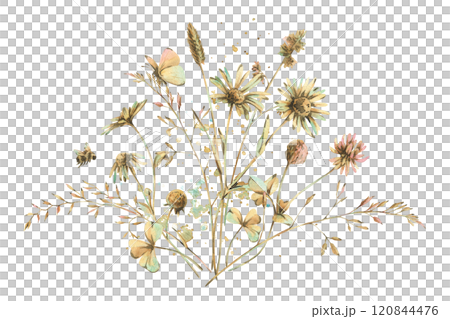 Field, meadow, wild flowers and herbs clover, chamomile and butterfly with bumblebee. Watercolor illustration hand drawn in beige, brown and ocher colors. Bouquet isolated from the background 120844476