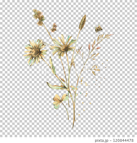 Field, meadow, wild flowers and herbs chamomile, bluegrass, clover leaf with bumblebee. Watercolor illustration hand drawn in beige, brown and ocher colors. Bouquet isolated from the background. 120844478