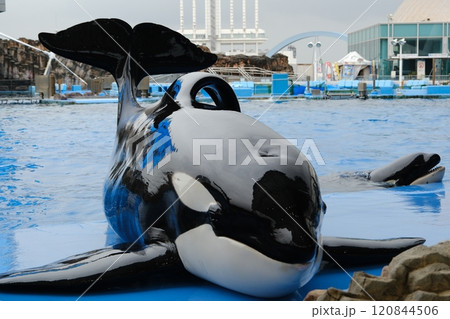 名古屋港水族館のシャチ 120844506