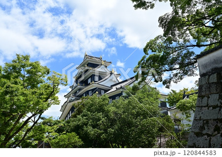 岡山城天守（外観復元）と木々 120844583