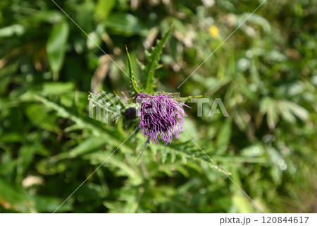 白砂山登山、群馬県 120844617