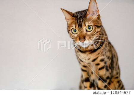 お座りした猫(ベンガル) お座りした猫(ベンガル) 120844677