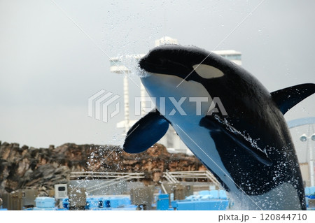 名古屋港水族館のシャチ 120844710