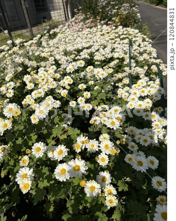 街角の白い菊 街角の白い菊 120844831
