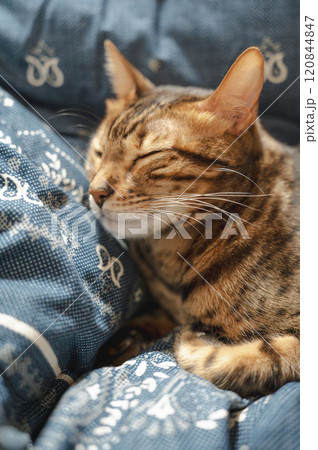 寛ぐ猫（ベンガル） 120844847