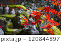 方広寺の紅葉と羅漢像 120844897