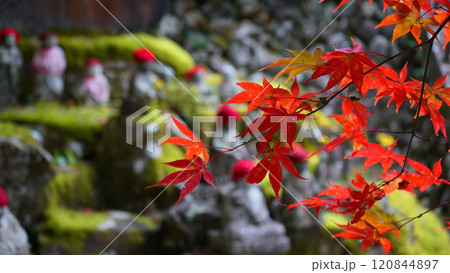 方広寺の紅葉と羅漢像 120844897
