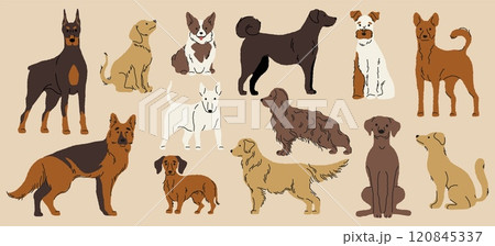 Different dogs collection. Cartoon cute puppy breeds, funny domestic animals in various poses and situations, colorful pet characters. Vector isolated set 120845337