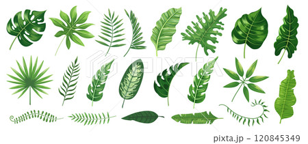 Tropical leaves with various shapes and textures including monstera, palm and banana foliage. Ideal for home decor, eco friendly designs and tropical leaf themed projects. Vector illustration Tropical leaves with various shapes and textures including monstera, palm and banana foliage. Ideal for home decor, eco friendly designs and tropical leaf themed projects. Vector illustration 120845349