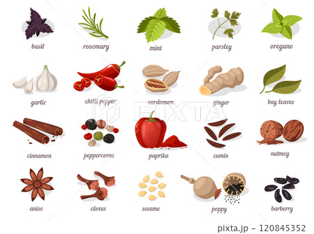 Herbs and spices collection. Basil, garlic and chili, cinnamon and more ingredients for cooking food. Fresh leaves and dried seeds. Flat vector illustration. 120845352