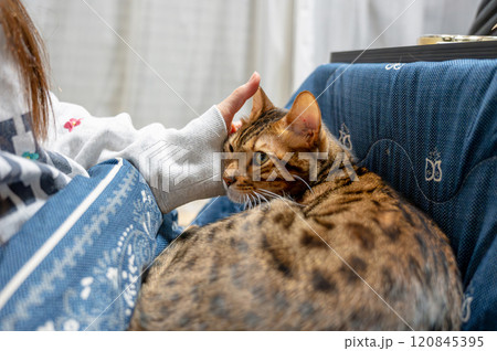 飼い主に撫でられる猫 120845395
