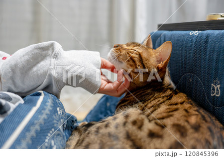 飼い主に撫でられる猫 120845396