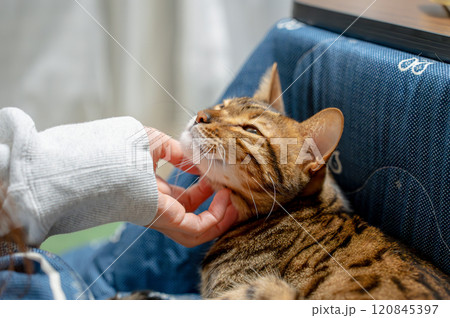 飼い主に撫でられる猫 120845397