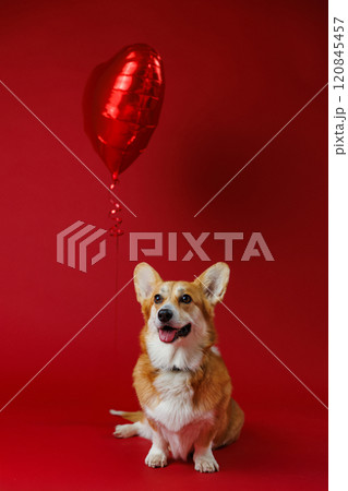 Adorable corgi with a red heart balloon, symbolizing love and joy on a vibrant red backdrop Adorable corgi with a red heart balloon, symbolizing love and joy on a vibrant red backdrop 120845457