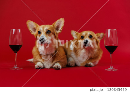 Relaxing corgis enjoying fine wine together, celebrating friendship in a chic red-themed photo shoot 120845459