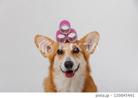 Stylish corgi with pink hair rollers, showcasing a playful pet grooming moment in a studio setting Stylish corgi with pink hair rollers, showcasing a playful pet grooming moment in a studio setting 120845491