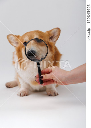 Corgi dog with a magnifying glass exploring and examining, curious expression on face 120845498
