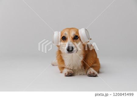 Stylish corgi in headphones enjoying tunes, a perfect blend of tech and cuteness 120845499