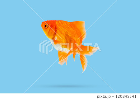 Oranda goldfish isolated on blue background 120845541