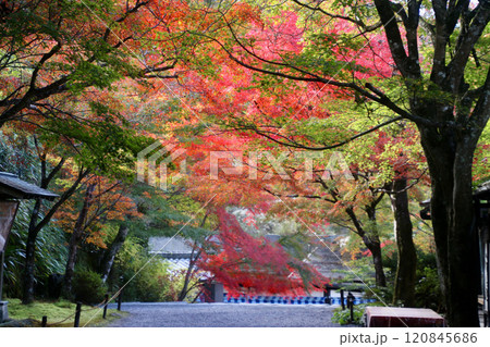 秋の大原三千院・参道・門跡・響の道（京都・左京区） 120845686