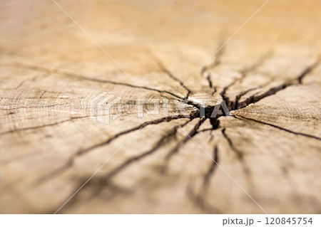 old tree stump wooden texture background close up 120845754