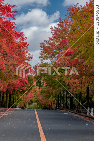 秋の紅葉 120845963