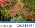 秋の紅葉 120845964