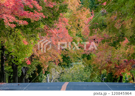 秋の紅葉 120845964