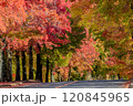 秋の紅葉 120845965