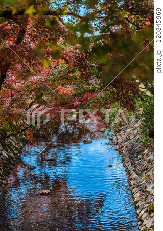 秋の紅葉 秋の紅葉 120845969