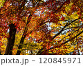 秋の紅葉 120845971