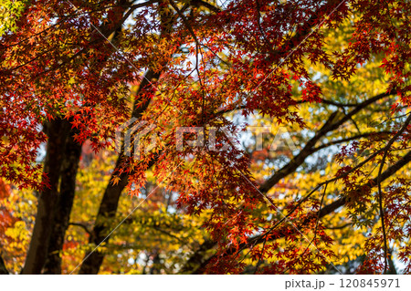 秋の紅葉 120845971