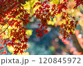秋の紅葉 120845972