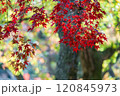 秋の紅葉 120845973