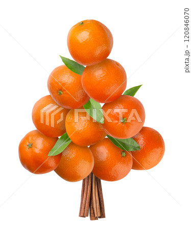 Tangerines and cinnamon sticks laid out in the shape of a Christmas tree on a white background. Isolated Tangerines and cinnamon sticks laid out in the shape of a Christmas tree on a white background. Isolated 120846070