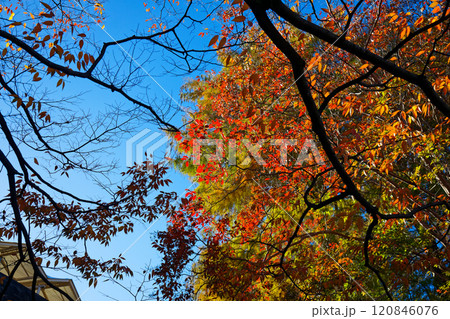 上野恩賜公園のシマサルスベリなどの紅葉　百日紅　欅など 120846076