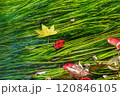 水面に浮かぶ紅葉 120846105