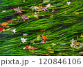 水に浮かぶ水草 120846106