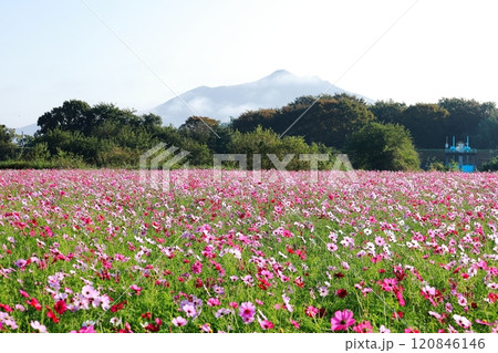 コスモス畑と筑波山/小貝川ふれあい公園 コスモス畑と筑波山/小貝川ふれあい公園 120846146
