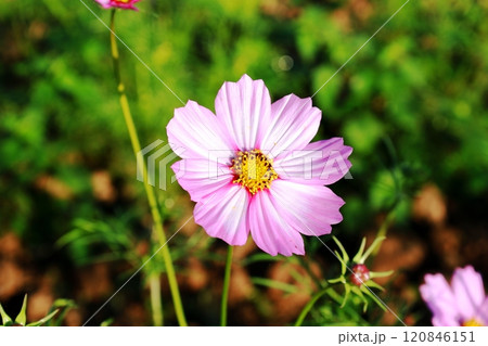 コスモス畑／小貝川ふれあい公園 120846151
