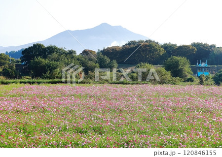 筑波山とコスモス畑/小貝川ふれあい公園 筑波山とコスモス畑/小貝川ふれあい公園 120846155