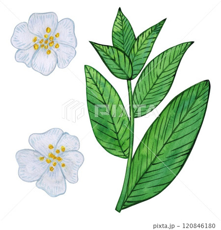 Tea flowers with white blooms and vibrant green leaves watercolor illustration. Composition of buds, foliage, and greenery. Spring and summer botanical drawing, isolated on a white 120846180