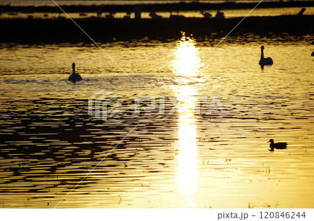 白鳥の群れが寛ぐ冬水田んぼの水面が夕陽を浴びて黄金色に輝いている美しい眺め 120846244