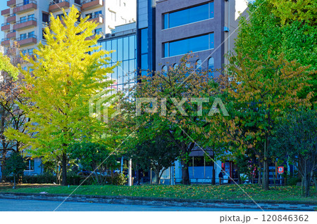 上野の銀杏の木の黄葉と周囲の景観　紅葉 120846362